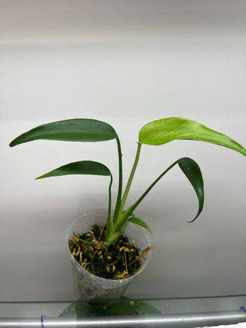 Monstera Burle Marx Flame – Rooted Plant