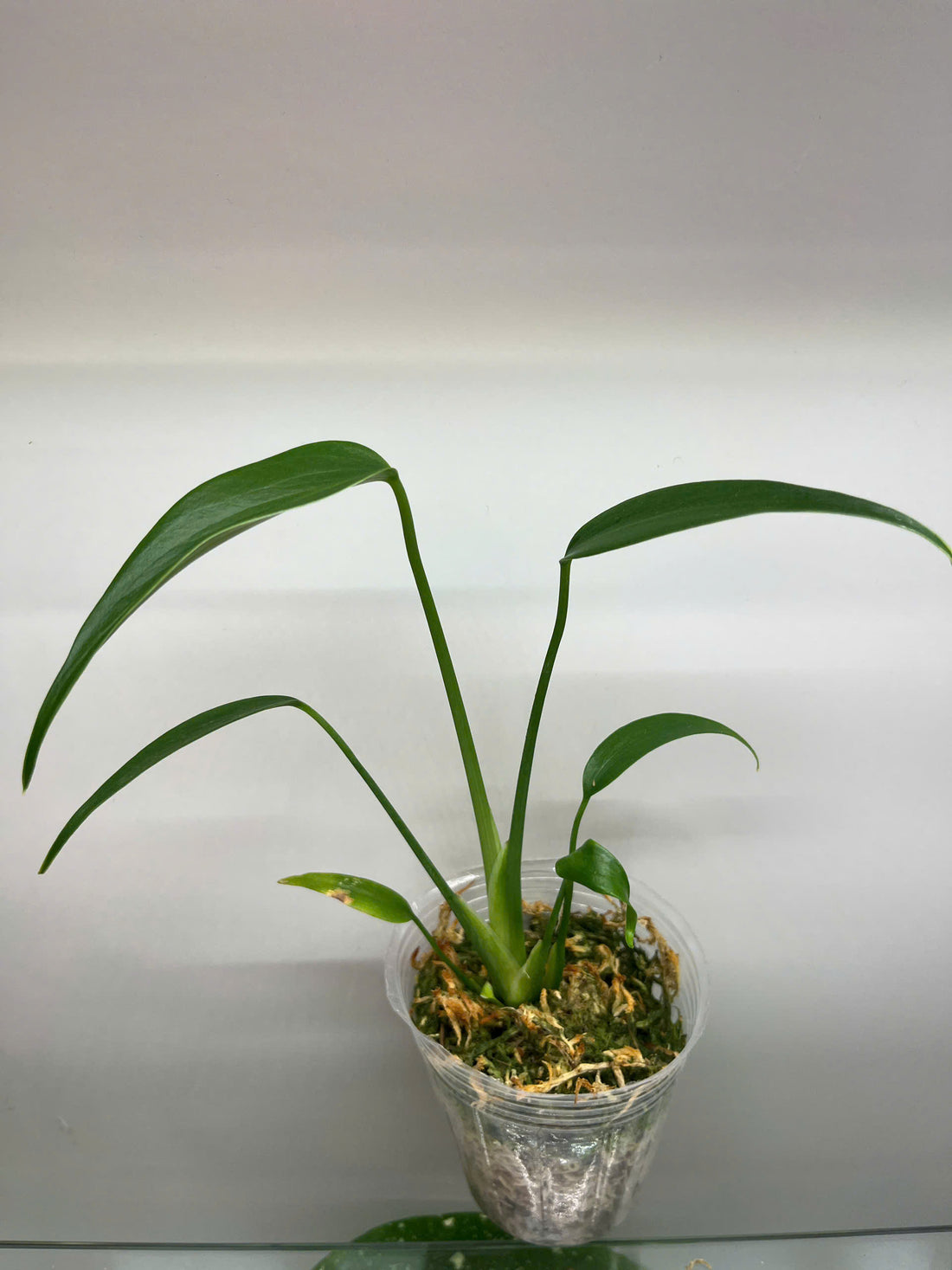 Monstera Burle Marx Flame – Rooted Plant