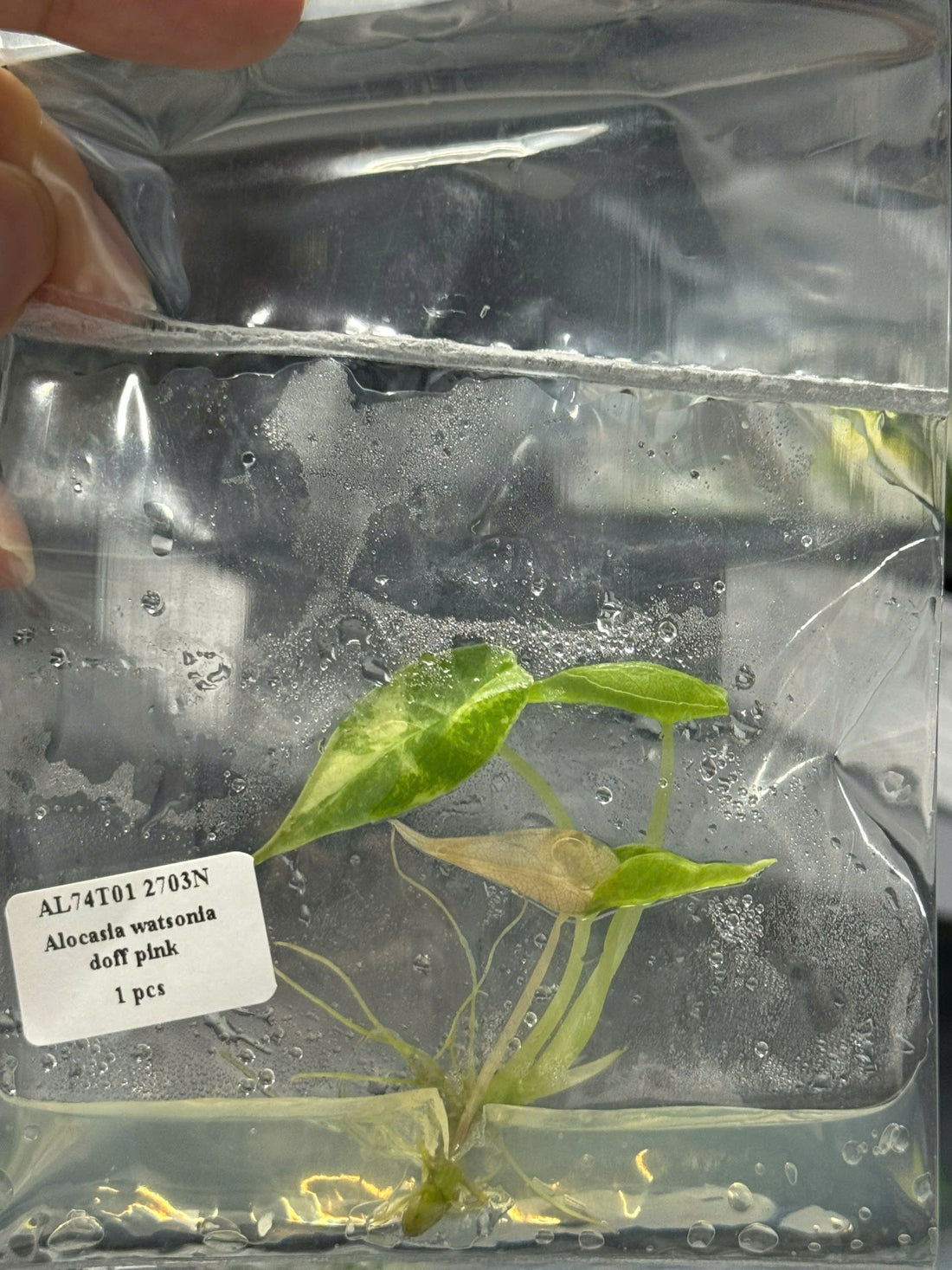 Alocasia Watsoniana Doff Pink Tissue Culture - Grower's Choice
