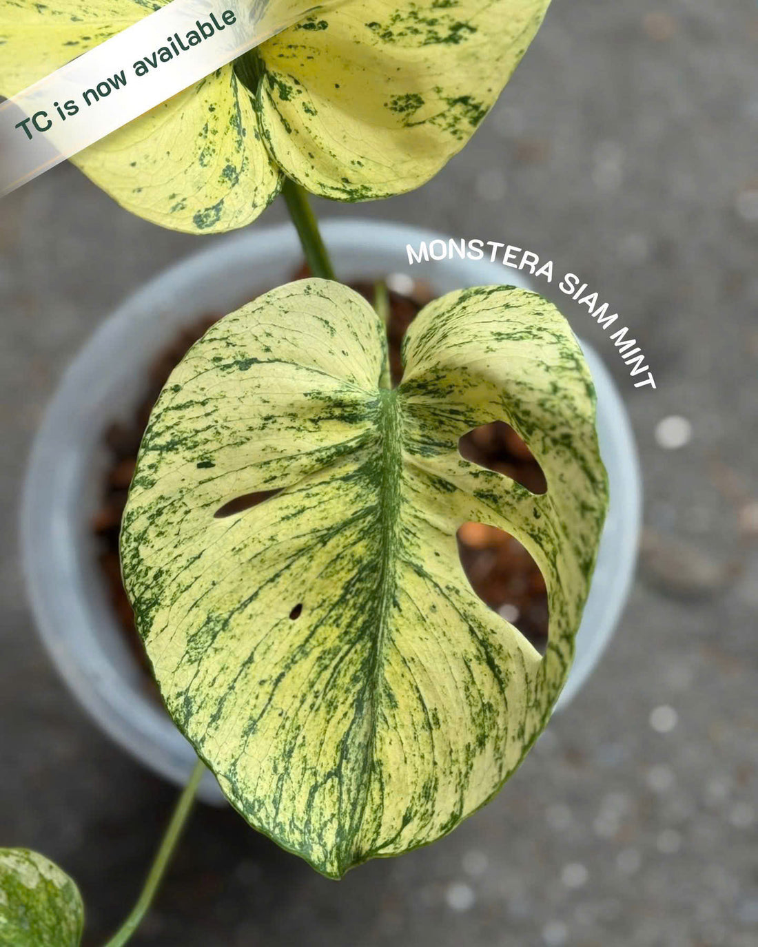 Monstera Mint Siam Tissue Culture - Grower's Choice