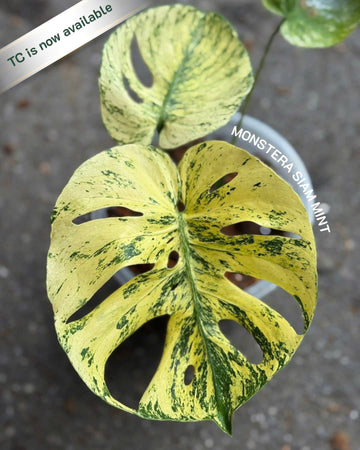Monstera Mint Siam Tissue Culture - Grower's Choice